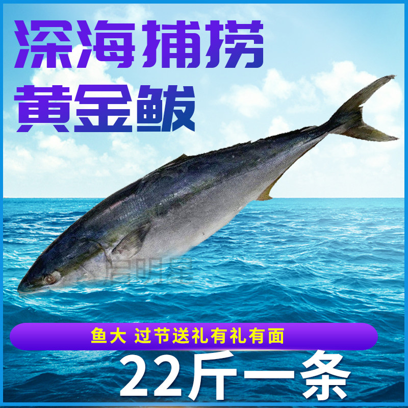 海鱼大鱼特大黄金鲅鱼青甘鱼深海马鲛鱼