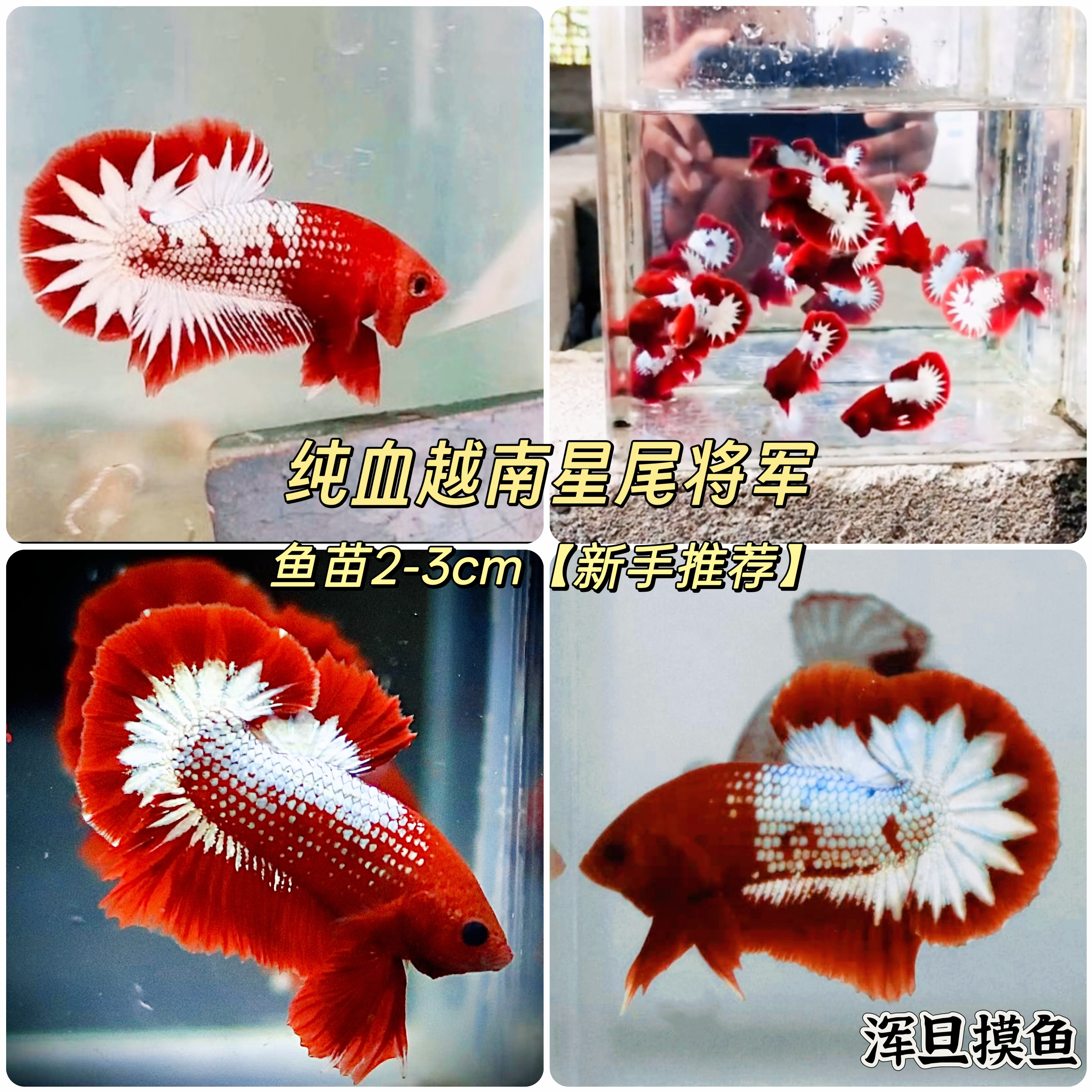 越南进口纯血fccp星尾将军泰国斗鱼苗玩家级观赏鱼混养亚成繁殖组