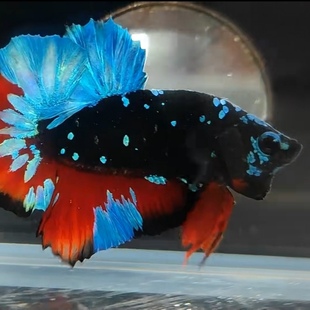 泰国斗鱼精品鱼苗暗黑满天星将军斗鱼小型热带观赏鱼苗宠物可混养