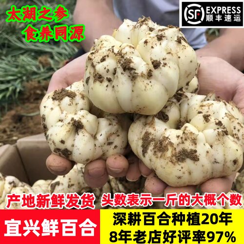 2026宜兴百合农家微苦鲜土特产级食用大白合顺丰包邮