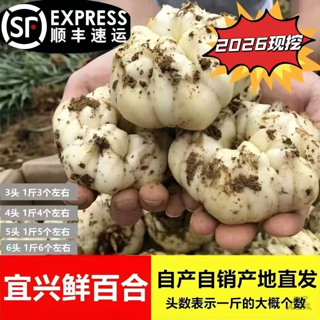 2026现挖宜兴百合农家微苦鲜土特产级食用大白合顺丰包邮