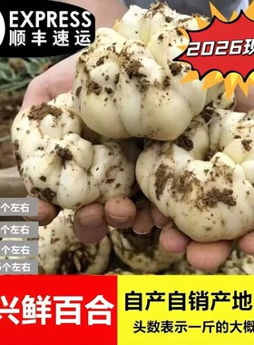2026现挖宜兴百合农家微苦鲜土特产级食用大白合顺丰包邮