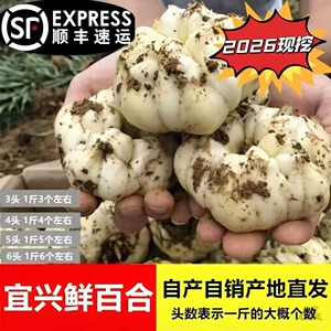 2026现挖宜兴百合农家微苦鲜土特产级食用大白合顺丰包邮