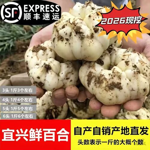 2026现挖宜兴百合农家微苦鲜土特产级食用大白合顺丰包邮