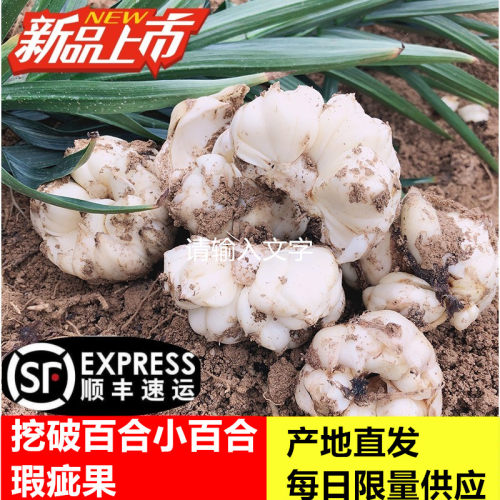 2025年宜兴新鲜挖破或过小瑕疵和完整食用苦味百合苦味百合