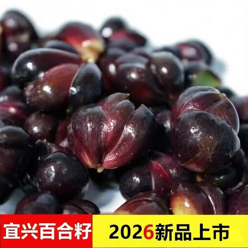 宜兴百合籽新鲜软糯农家天然无硫功效食用百合子微苦烧甜汤