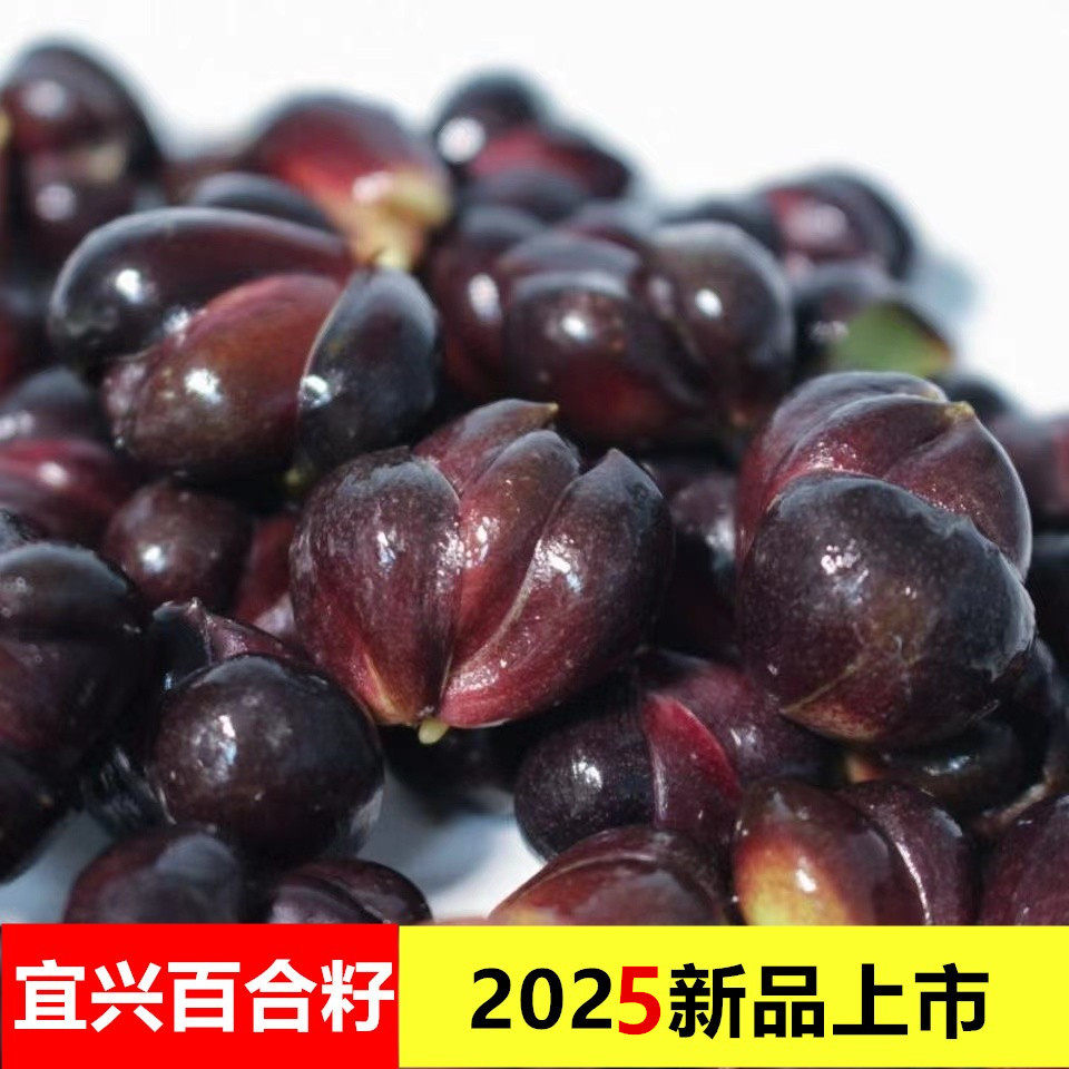 2025宜兴百合籽新鲜软糯农家天然无硫功效食用百合子微苦烧甜汤