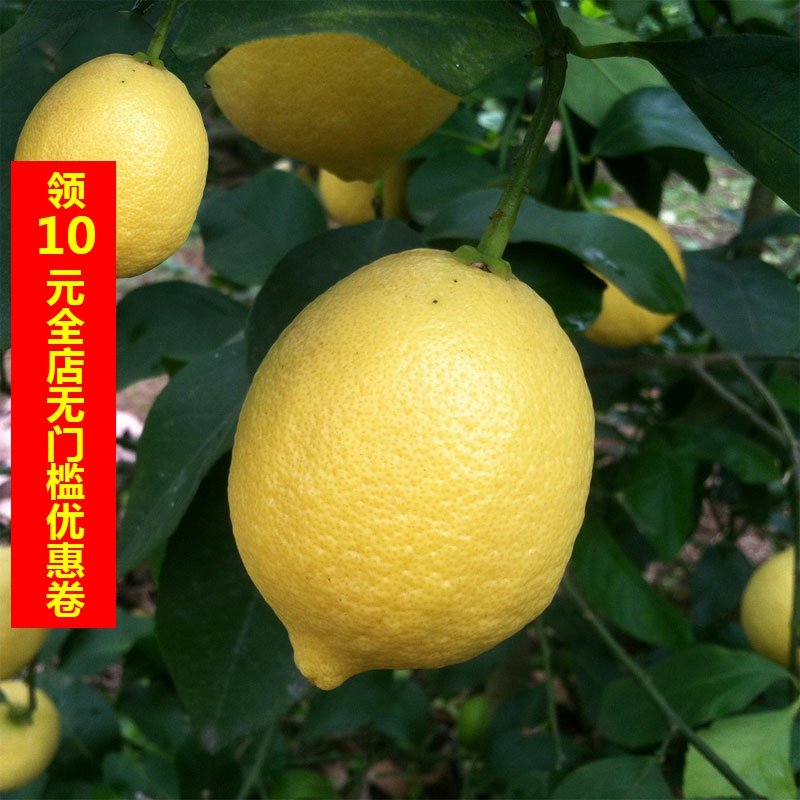 柠檬大叔安岳黄柠檬特产新鲜柠檬片水果茶多汁坏果包赔带箱6斤