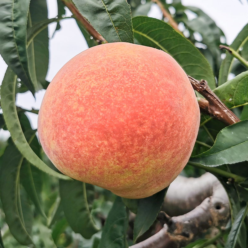 青州蜜桃子新鲜5斤脆桃水蜜桃离核毛桃秋冬桃雪桃水果当季整箱10