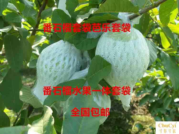 Guava guava Bagging honey peach fruit Nets one Bagging Pest control Bird Foam net Plastic bagsin the Flower delivery/Flowers simulation/Plants gardening , Gardening supplies , Other Garden Supplies  category - from Buy2taobao.com to provide professional Taobao agent buy service