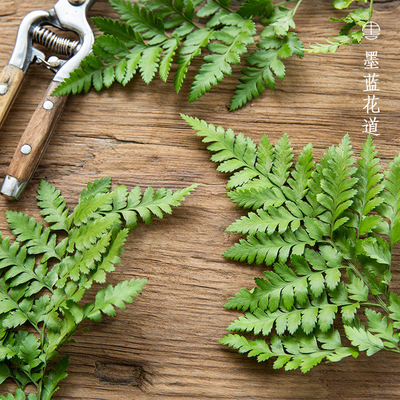 高山羊齿叶池坊小原流花道中式日式插花花材自由写景造型装饰材料