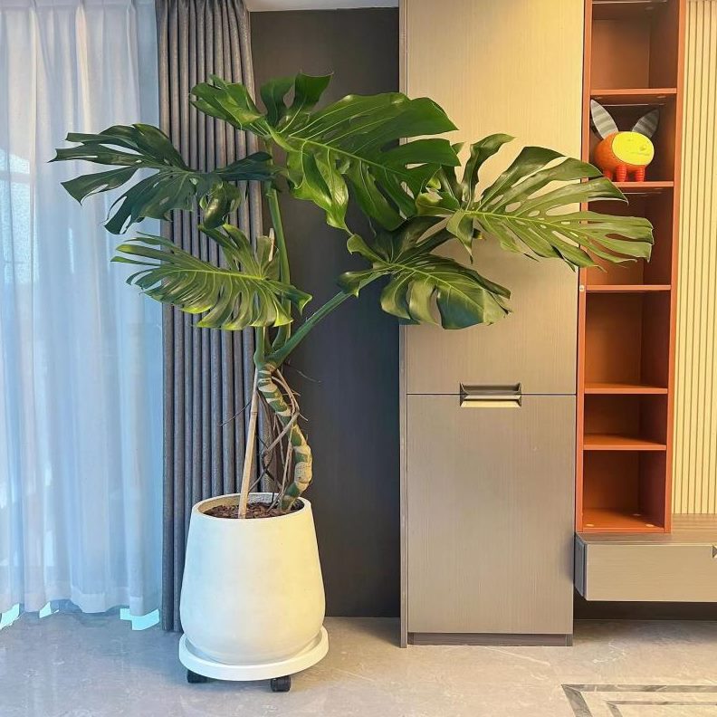 好养龟背竹盆栽客厅观叶绿植植物老桩室内大型净化空气除甲醛花卉