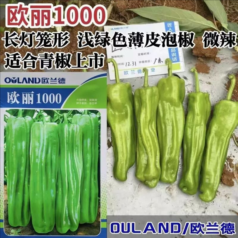 欧丽1000薄皮椒种子欧兰德竖条纹软皮泡椒苏椒酥椒微辣辣椒种子籽