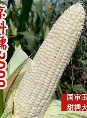 京科糯2000糯玉米种子早熟甜糯玉米大棒高产散装糯玉米苞谷种子孑