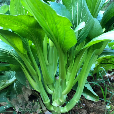 青菜种子秋冬季耐寒南方庭院