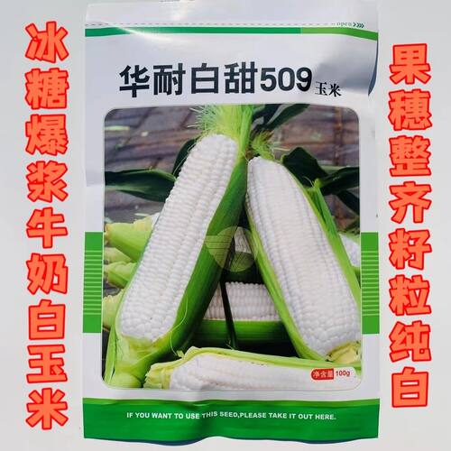 冰糖爆浆牛奶白玉米华耐白甜509水果玉米种子爆浆玉米种子大田用