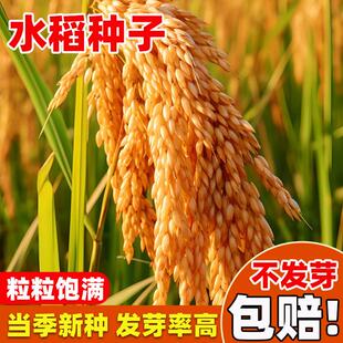 高产水稻种子可留种常规直播旱稻种旱谷香米旱稻籽糯谷种稻谷种子