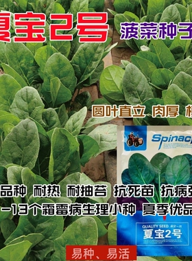 丹麦进口夏宝2号菠菜种子 大圆叶墨绿色耐热产量高速生菠菜籽越夏