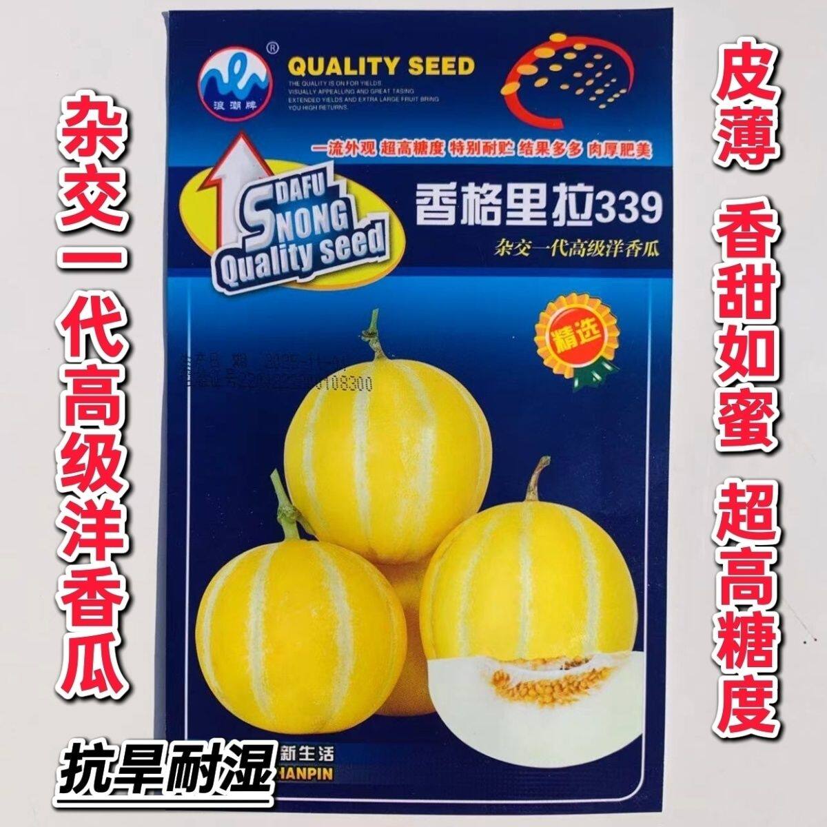 香格里拉339甜瓜种籽子大田春夏播早熟圆形黄皮白肉超甜薄皮香瓜