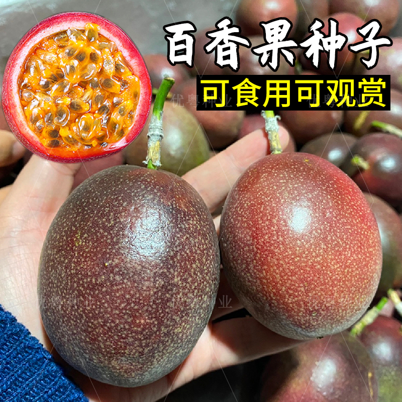 百香果种子春四季播满天星西番莲种籽阳台盆栽小院鸡蛋果水果种孑
