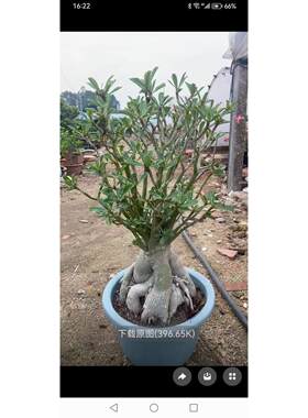 超大沙漠玫瑰多色花盆栽带花苞老桩好养四季开花绿植包邮
