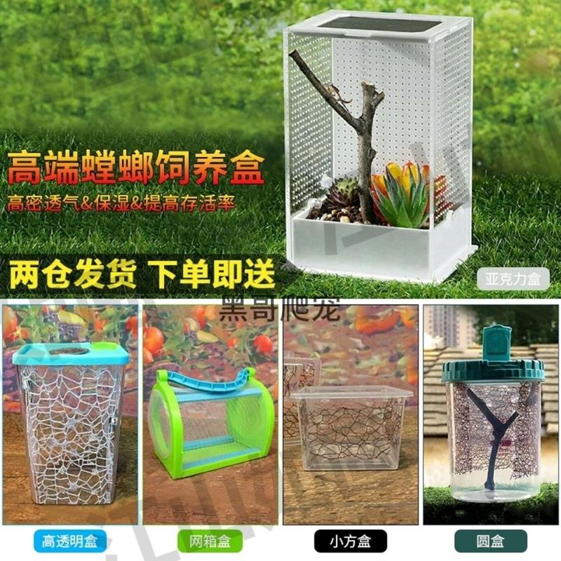 螳螂饲养盒非洲幽灵螳螂宠物刺螳螂饲养盒饲养盒