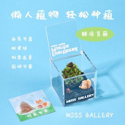 青苔画廊生日教师节礼物微景观松果盆栽植物摆件手工寓意企业礼品