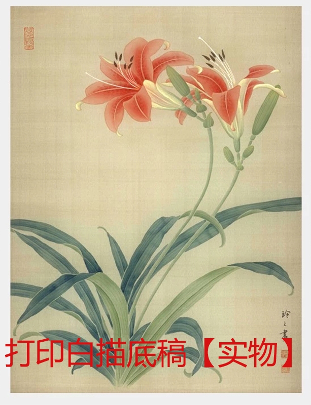 工笔画底稿工笔萱花百合花小品白描8#打印稿宣纸稿学习临摹