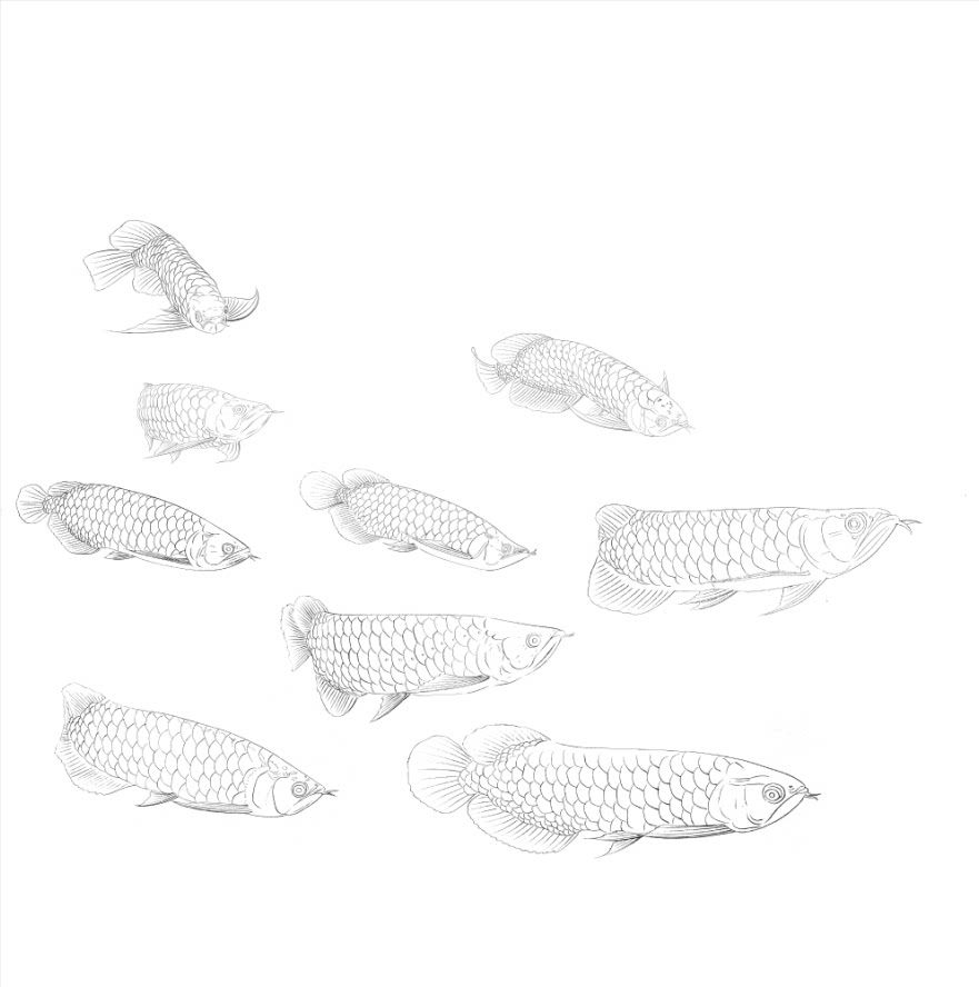 工笔画底稿金龙鱼 4尺 6尺斗方白描9鱼图35#打印稿宣纸稿无彩色图