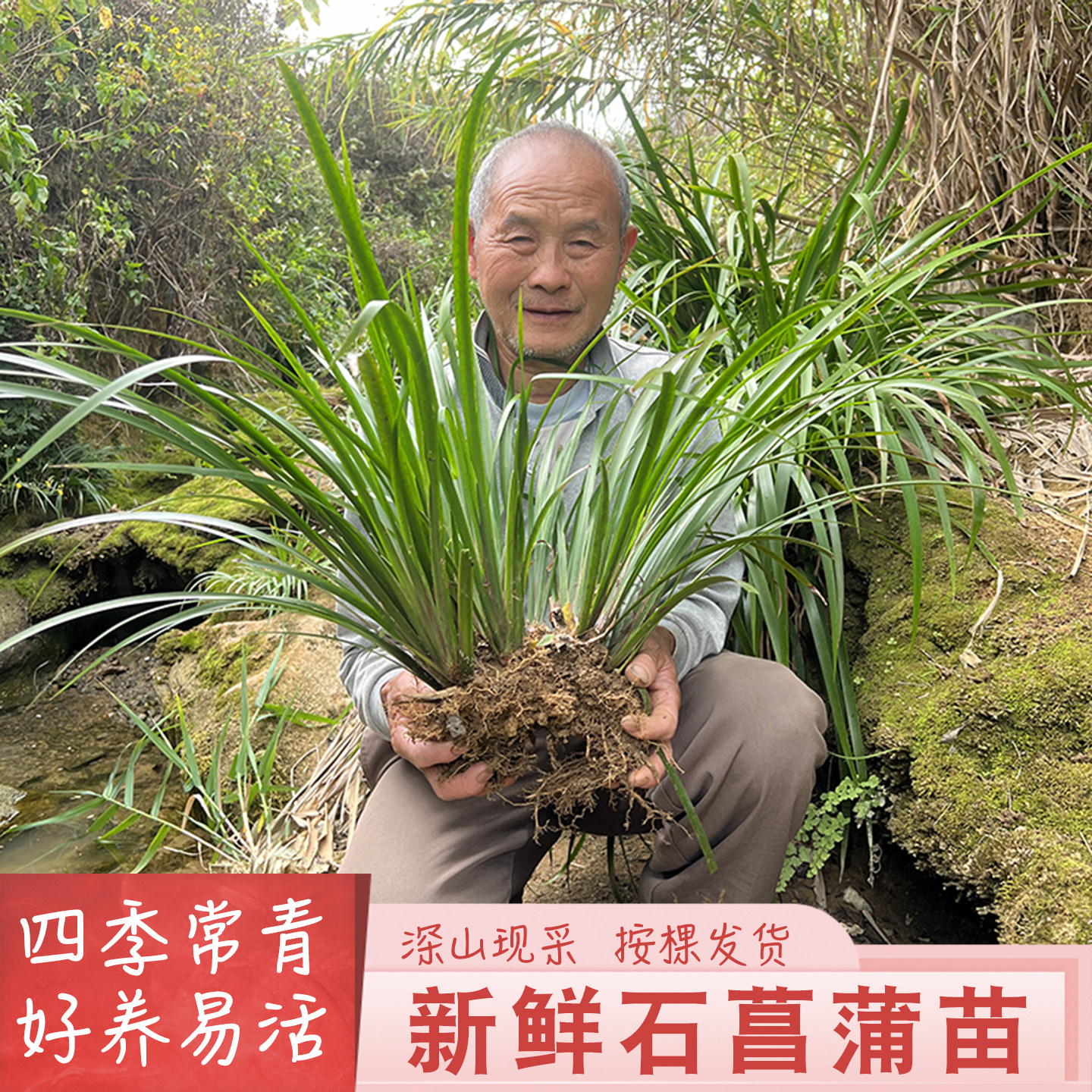 新鲜石菖蒲附石龙根菖蒲草水培盆景植物石昌蒲绿植中草药种植苗