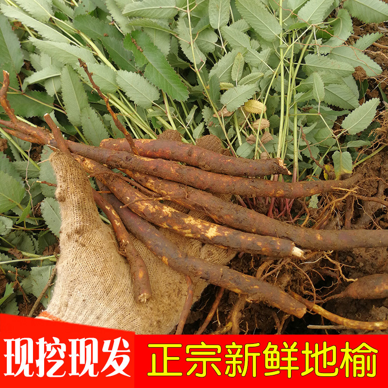 新鲜地榆山地瓜黄爪香500g包邮中药材农村自挖自晒地榆根干地榆苗