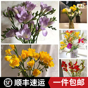 香雪兰鲜花小苍兰水养香花居家办公室酒店花插花期长空运顺丰速递