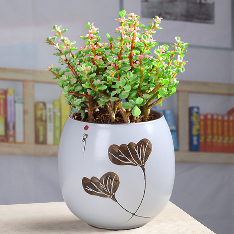 紫砂多肉老桩手绘透气桌面文竹盆