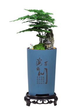 多肉花盆飘枝老桩绿植六月雪兰花客厅创意复古小号透气文竹紫砂盆