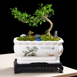 长方形花盆陶瓷简约室内个性 阳台兰花多肉蝴蝶兰绿萝榕树大口径盆