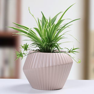 简约白色亚光陶瓷花盆大号北欧桌面室内蝴蝶兰专用绿萝吊兰多肉盆