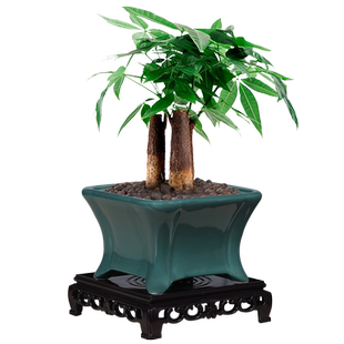 多肉陶瓷兰花盆家用复古阳台大号创意榕树蝴蝶兰榕树个性微景观盆