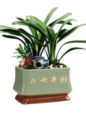 长方形盆景陶瓷小叶紫檀盆景