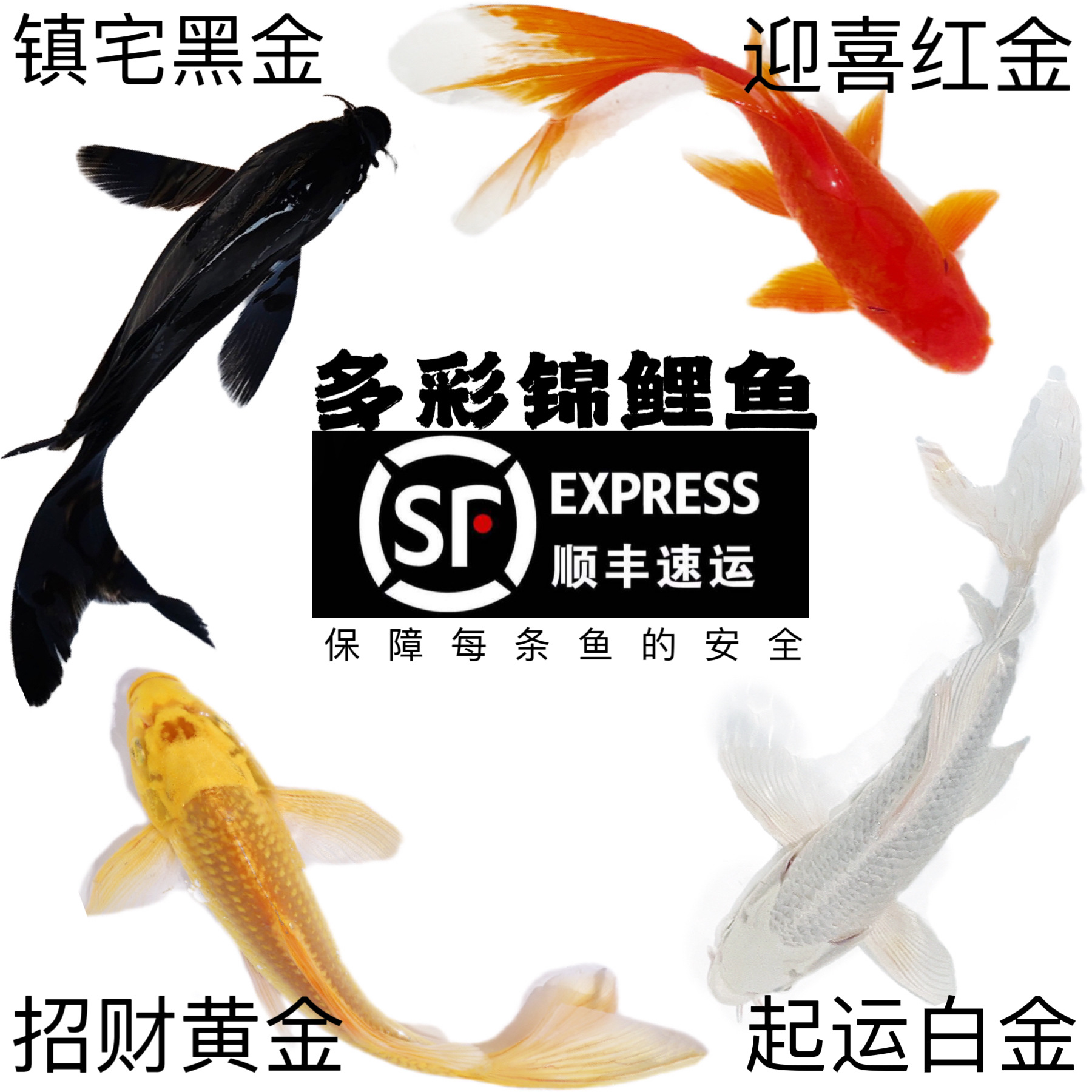 顺丰锦鲤鱼活鱼冷水淡水鱼苗观赏鱼金鱼小型好养耐活纯种红白三色