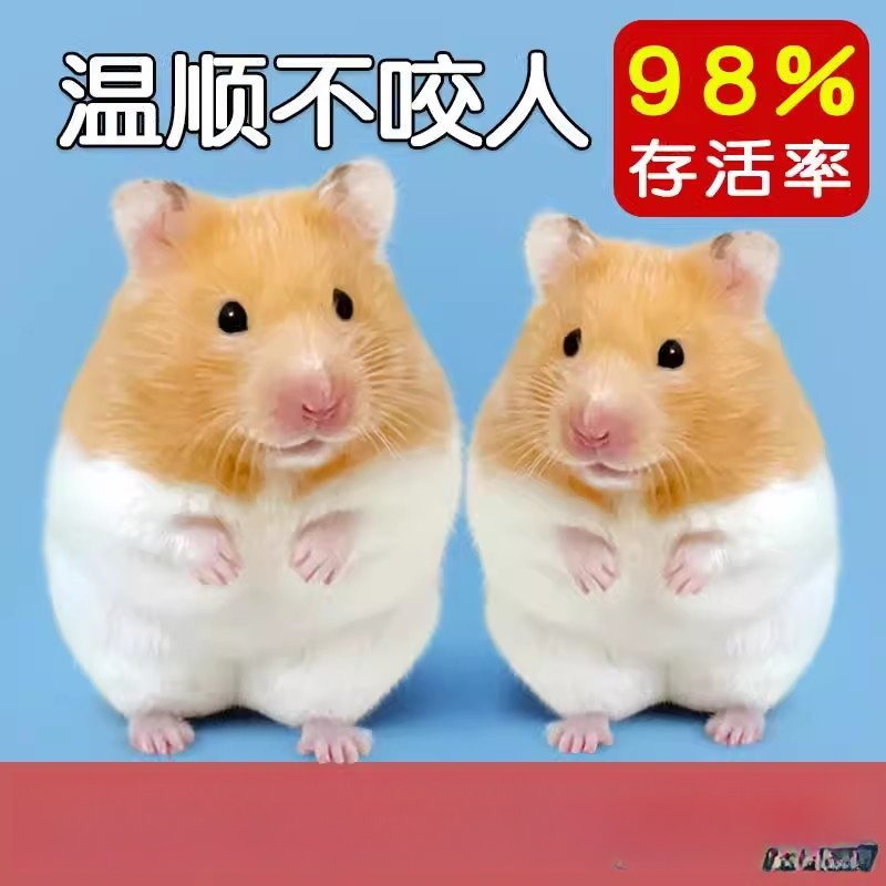 家养金丝熊宠物小仓鼠活物大只一公一母已打疫苗体型鼠类幼崽活体