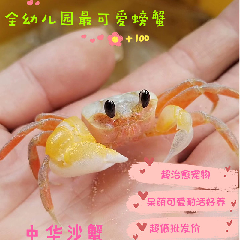 沙蟹萌萌可爱水族观赏蟹宠物中华沙蟹螃蟹宠物寄居蟹