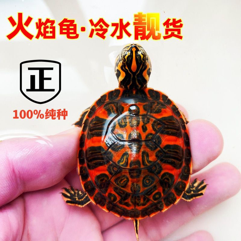 火焰龟活物小乌龟红腹宽纹火焰龟苗深水观赏龟宠物龟招财龟
