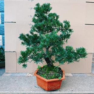 一物一拍造型罗汉松盆景树桩盆栽植物四季常青绿植室外阳台迎客松