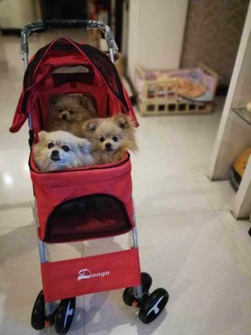 轻便宠物推车狗狗手推车可折叠猫咪车宠物用品 带遮阳棚 包邮