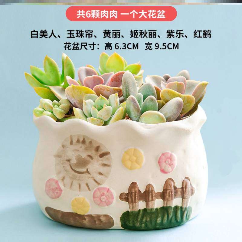 多肉植物花盆套装组合懒人盆栽绿植花卉室内含盆微型景观易活肉肉