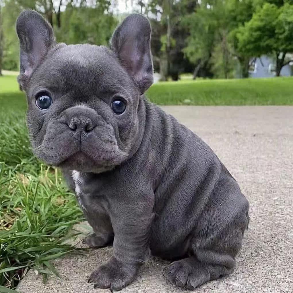 法斗幼犬纯种法斗斗牛犬法国斗牛犬蓝色斗牛法牛家养宠物狗狗幼犬