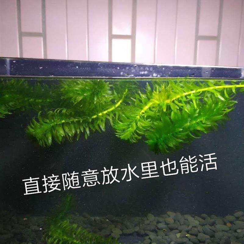 粗生耐活耐低温淡水无根冷水族鱼缸造景真水草鱼塘水藻植物蜈蚣草