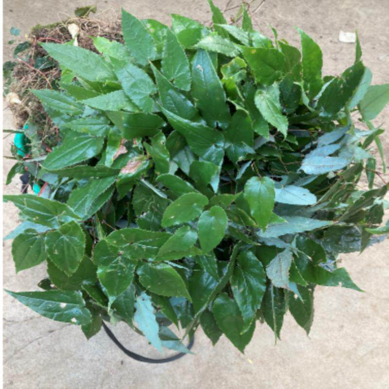 贵州新鲜淫羊藿 三枝九叶草 仙灵脾 牛角花 羊角风非种植货铜丝草