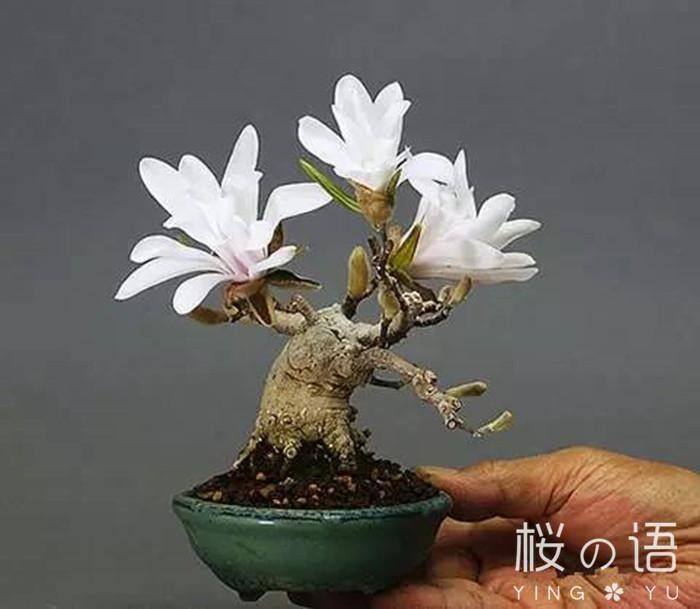 日本紫玉兰 全年多次开花可做玉兰盆景 客厅阳台庭院观赏树l