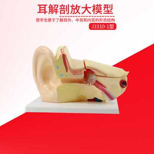 耳朵模型人耳解剖模型采耳教学模型耳鼻喉科教学展示内耳模型